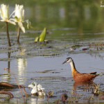 Jacana à poitrine dorée, Djoudj
