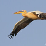 Pélican blanc, Djoudj