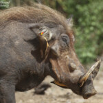 Piqueboeufs à bec jaune, Djoudj