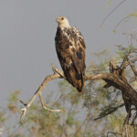 Pygargue vocifère immature, Djoudj