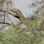 Varan du Nil, Djoudj