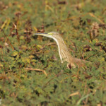 Héron crabier, Djoudj