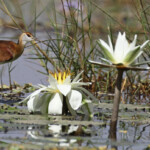 Jeune Jacana à poitrine dorée, Djoudj