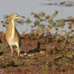 Héron crabier, Djoudj