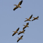 Pélicans blancs, Djoudj