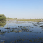 Le Marigot de Gainth, Djoudj