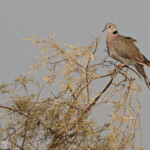 Hirondelle pleureuse, Djoudj