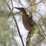 Blongios nain, Djoudj