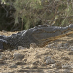 Crocodile d'Afrique de l'ouest, Djoudj