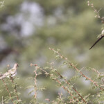 Tourtelette masquée, Djoudj