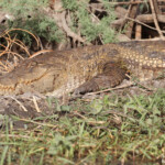 Crocodile d'Afrique de l'ouest, Djoudj