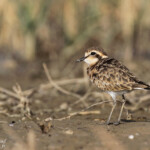 Gravelot pâtre, Djoudj