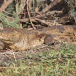 Crocodile d'Afrique de l'ouest, Djoudj