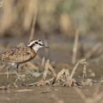 Gravelot pâtre, Djoudj