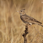 Cochevis huppé, Djoudj