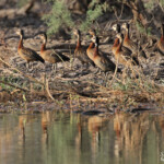 Dendrocygnes veufs, Djoudj