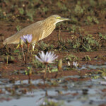 Héron crabier, Djoudj
