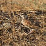 Moinelette à oreillons blancs, Djoudj