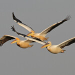 Pélicans blancs, Djoudj