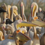 Colonie de Pélicans blancs, Djoudj