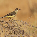 Bergeronnette printanière, Djoudj