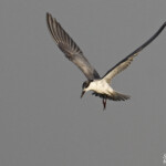 Guifette moustac, Djoudj