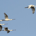 Spatules blanches, Djoudj