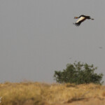 Grue couronnée, Djoudj