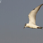 Guifette moustac, Djoudj