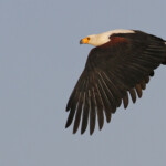 Pygargue vocifère, Djoudj