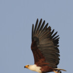 Pygargue vocifère, Djoudj