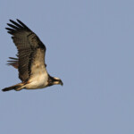 Balbuzard pêcheur, Djoudj