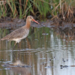 Barge à queue noire, Djoudj