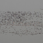 Vol de flamants, Djoudj