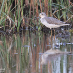 Chevalier aboyeur, Djoudj