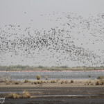 Groupe de canards, Djoudj