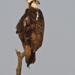 Balbuzard pêcheur, Djoudj