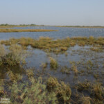 Secteur du Grand lac, Djoudj