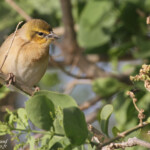 Tisserin vitellin, Djoudj