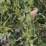 Coliou huppé, Djoudj