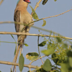 Coliou huppé, Djoudj