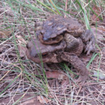 Crapaud commun, Étang du Pourra