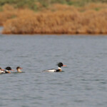 Harles huppés, Étang de l'Estomac, Fos