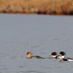 Harles huppés, Étang de l'Estomac, Fos