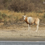 Oryx algalzelle, Réserve de Guembeul