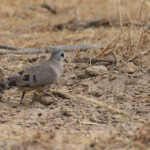 Tourterelle d'Abyssinie, Réserve de Guembeul