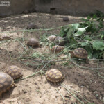 Tortue sulcata, Réserve de Guembeul