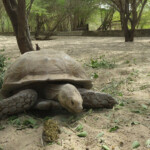 Tortue sulcata, Réserve de Guembeul