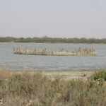 Ilot de nidification, Réserve de Guembeul