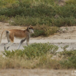Singe patas, Langue de Barbarie